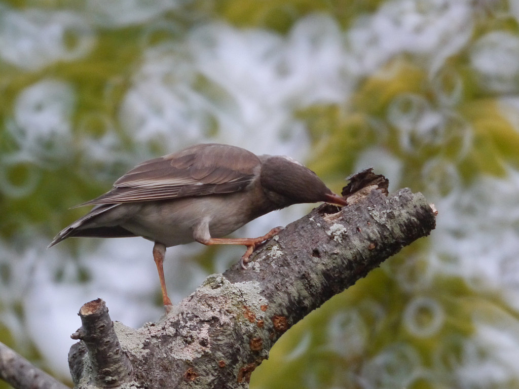 明石公園　2012.07.29　日暮れのムクドリ達_b0174191_19484021.jpg