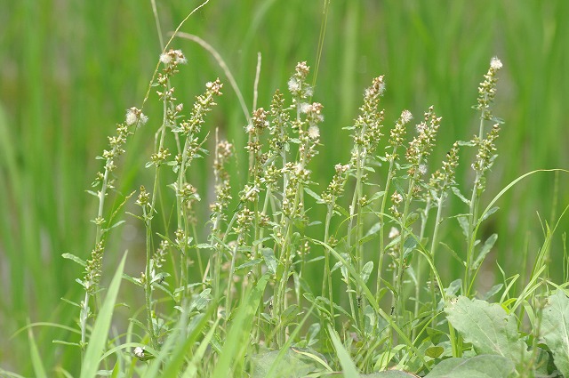 e0070891_21575464.jpg