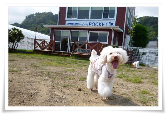 土曜日のお客犬様。。。_b0104592_2327821.jpg