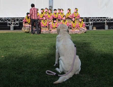 ハワイアンウィーク　そして　花火大会_b0075609_085259.jpg