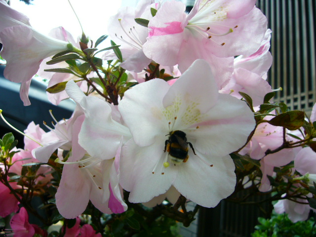 a0144610_1303797.jpg