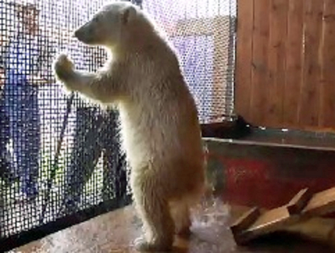 ロシア極北・サハ共和国のヤクーツク動物園に到来した夏　～　コルィマーナの近況_a0151913_19184557.png