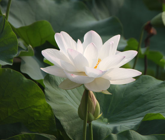 夏の植物園1_e0048413_22412080.jpg
