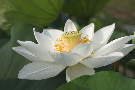 夏の植物園1_e0048413_22413355.jpg