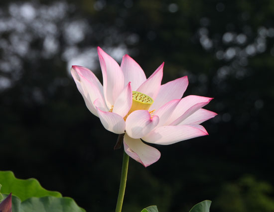 夏の植物園1_e0048413_22414850.jpg