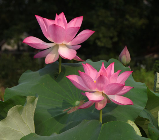 夏の植物園1_e0048413_22415950.jpg