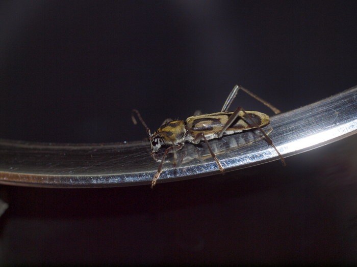 タケトラカミキリ_c0116915_0253996.jpg