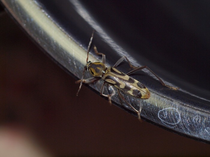 タケトラカミキリ_c0116915_0255585.jpg