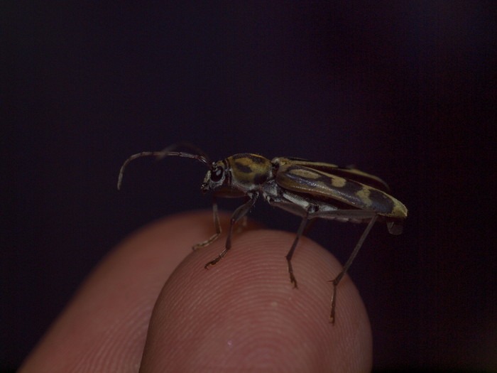 タケトラカミキリ_c0116915_0265494.jpg