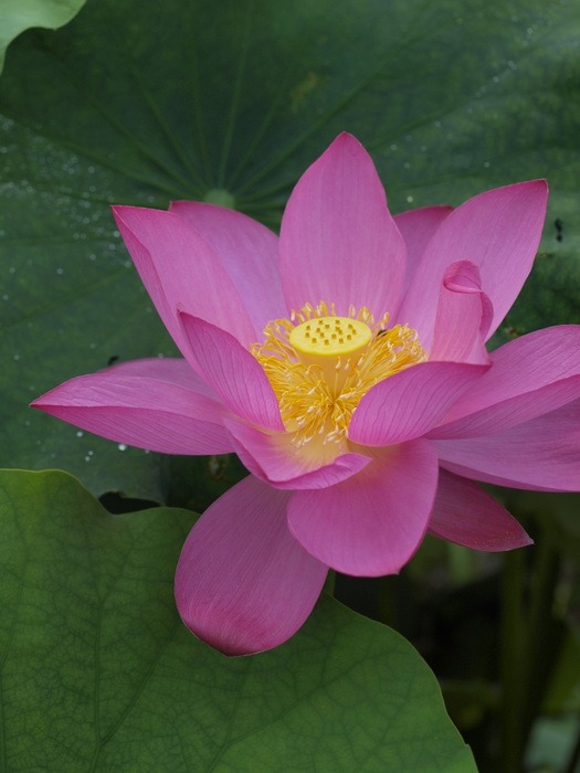 蓮の花_c0116915_23283582.jpg