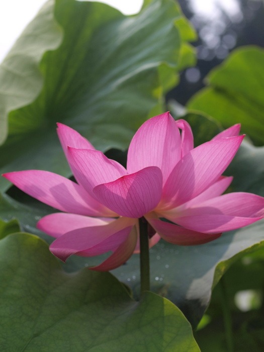 蓮の花_c0116915_2332213.jpg