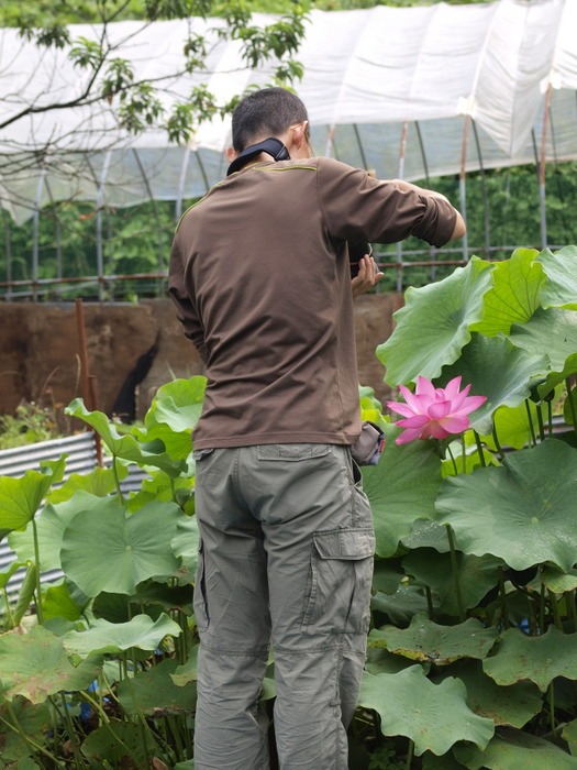 蓮の花_c0116915_2333026.jpg