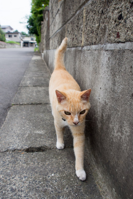 暑中お見舞い申し上げます。_c0009934_1645462.jpg