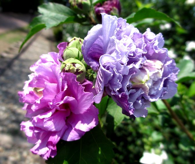30/July 紫色の木槿とアブチロンとオニユリとポーチュラカ_e0149934_2110271.jpg