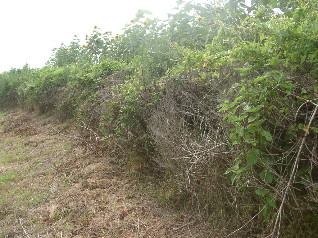 d0007735_14481439.jpg