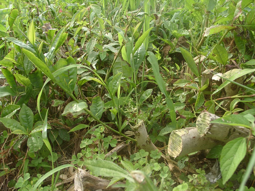 d0007735_14493186.jpg