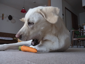 a0253436_21104165.gif