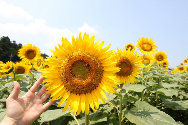 あけぼの山農業公園のひまわり_e0028650_2047382.jpg