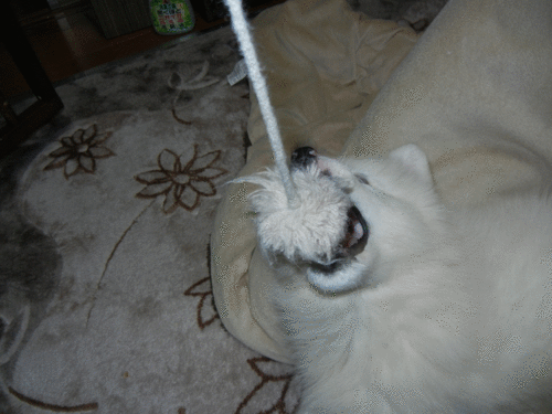 a0269552_1264577.gif