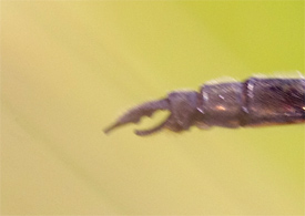 ミズゴケ湿原を飛ぶ_e0167571_2346752.jpg
