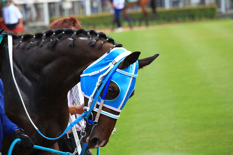 札幌競馬場　盛夏　ジリジリ　暑い　ポッポちゃんの愛称の彼女_a0160581_17353060.jpg