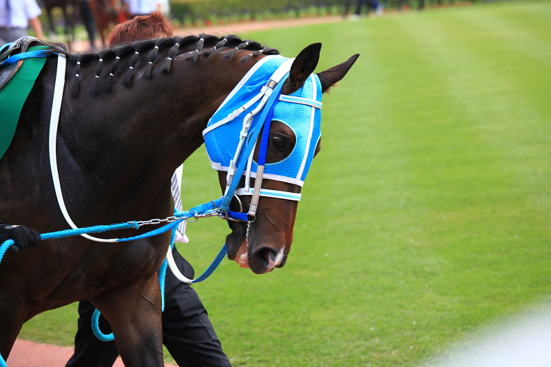 札幌競馬場　盛夏　ジリジリ　暑い　ポッポちゃんの愛称の彼女_a0160581_17365150.jpg