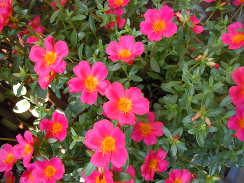 a0262487_15345510.jpg