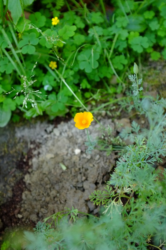 自前の野菜でサラダ_f0034392_2129231.jpg