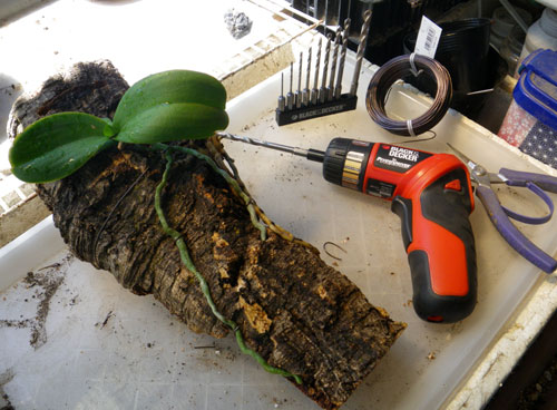 多肉植物の流木植えと ミニ胡蝶蘭の仕立て直し 窓の向こうに 多肉植物の流木植えと ミニ胡蝶蘭の仕立て直し 窓の向こうに