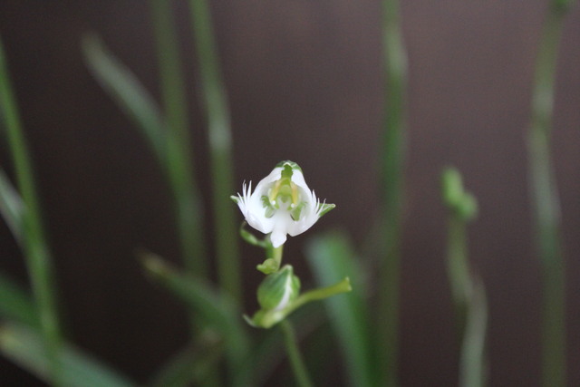 我が家の小さな花_e0275793_9235724.jpg