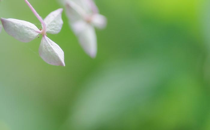 さわやかに紫陽花      紫陽花2012-1_b0103798_504412.jpg