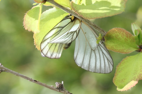 長野　　                ミヤマシロチョウ大産卵2012/07/29①_d0251807_18294642.jpg