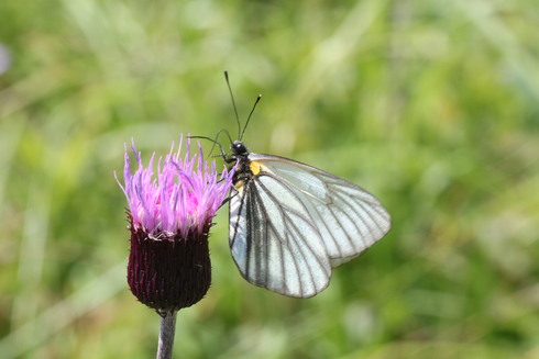 長野　　                ミヤマシロチョウ大産卵2012/07/29①_d0251807_18381657.jpg