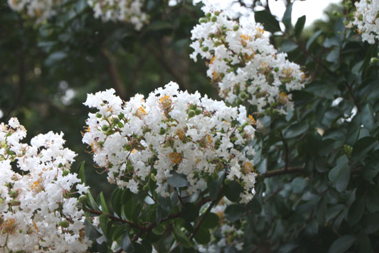 夏の植物園2_e0048413_2051027.jpg