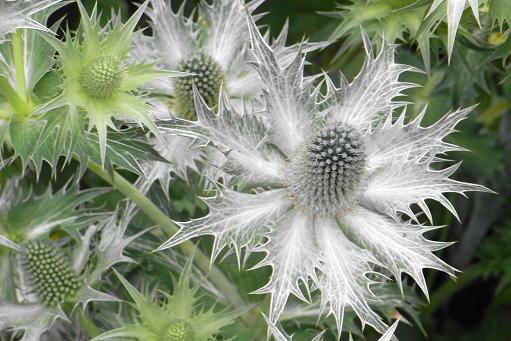 夏の日に輝く銀色のエリンジウム チルターンの風に吹かれてーイギリスの小さな村の小さな庭からー