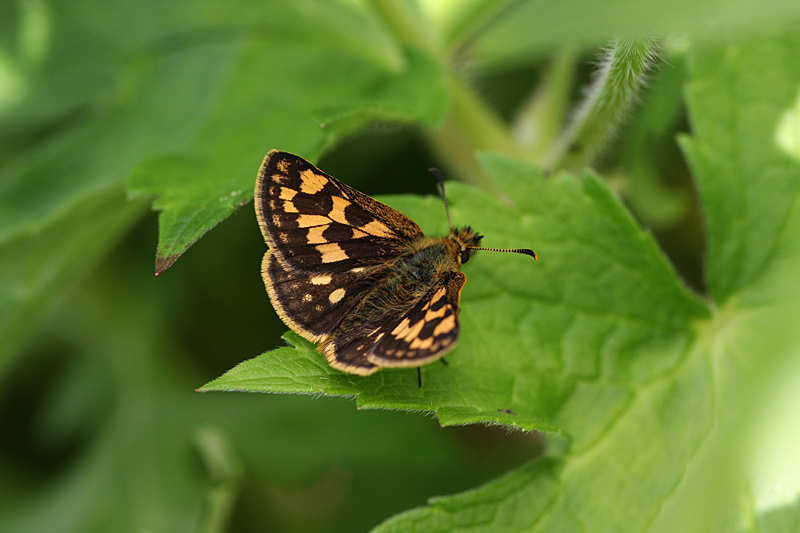 d0054625_061729.jpg