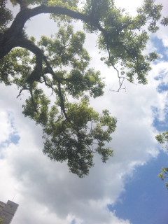 e0119327_11403210.jpg