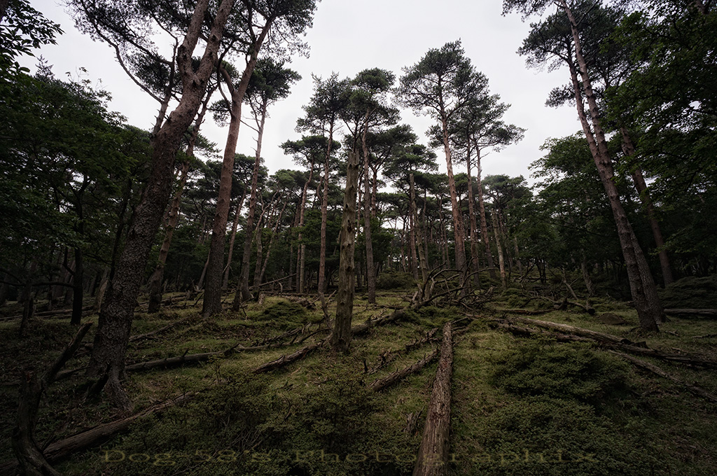 d0004832_20362694.jpg