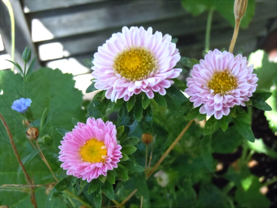 a0269049_1145854.jpg