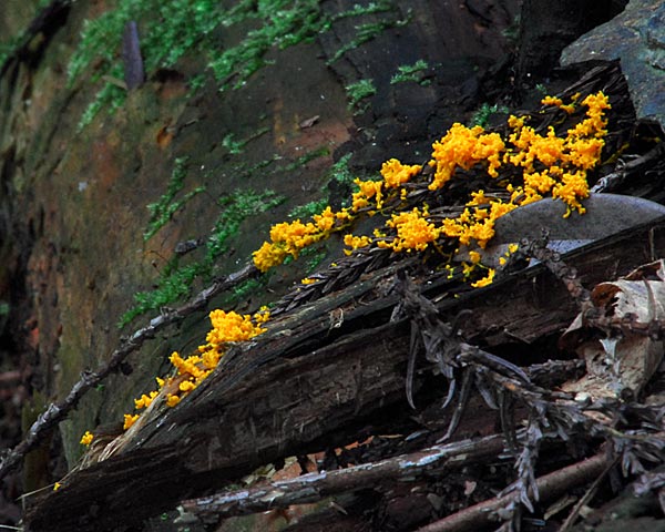 京都西山　７月・西山の粘菌と冬虫夏草_e0035757_1924365.jpg