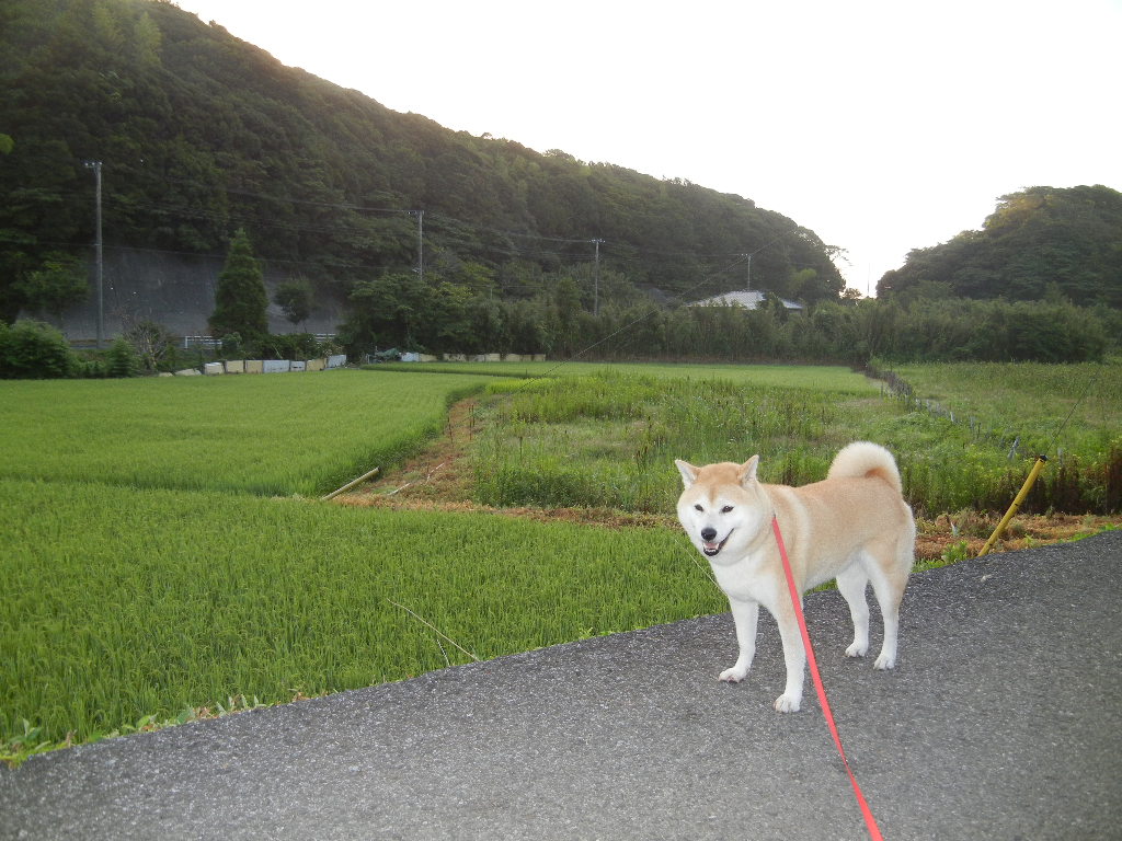 ’12,7,31(火)体操男子団体銀メダル!_f0060461_11384021.jpg
