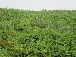 利尻・礼文の花々を満喫する旅4日間　5_b0075371_21423743.jpg