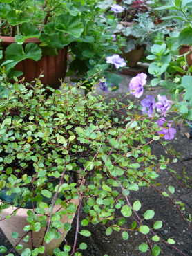 c0040472_18424783.jpg