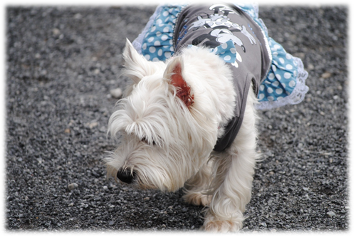 b0242873_732507.png