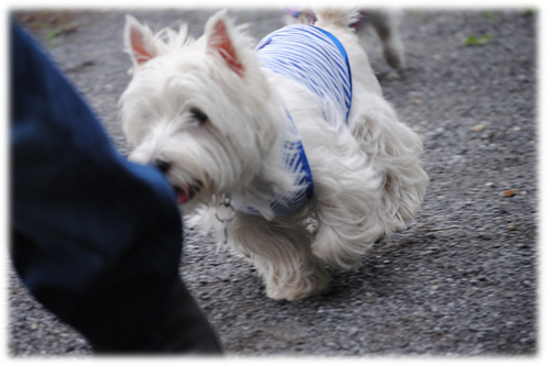 b0242873_7332370.png