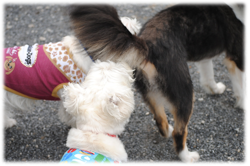 b0242873_7382229.png