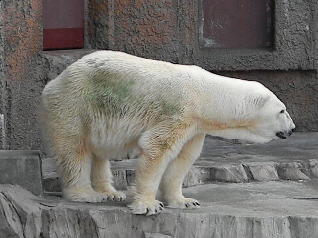 暑かった日曜日の円山動物園_b0014576_23331911.jpg