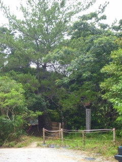 安波のタナガーグムイの植物群落 さるのにっきちょう