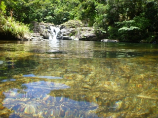 安波のタナガーグムイの植物群落 さるのにっきちょう