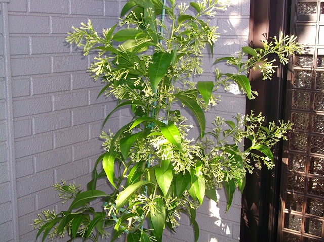 f0059487_11314546.jpg